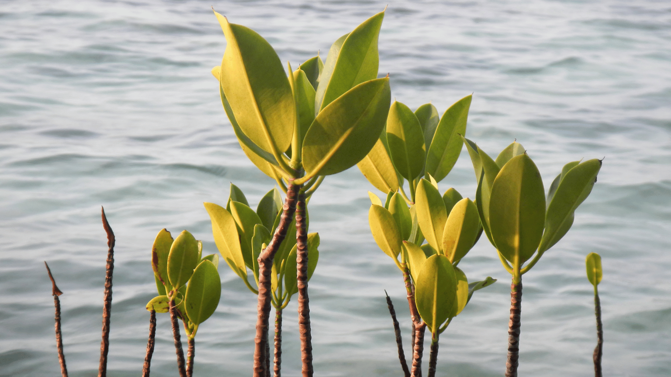 harga tiket wisata ke mangrove angke kapuk